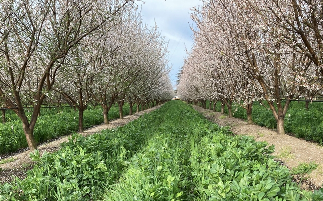 Bright green vegetation carpets the orchard floor between blooming almond trees.