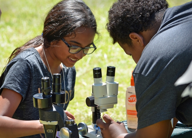 Two young people look at insects under microscopes.