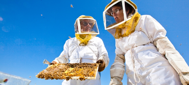Two beekeepers in protective clothing work with a bee hive.