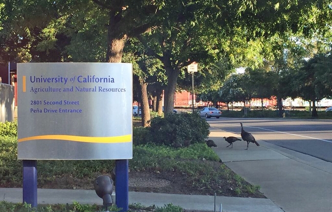 Sign reads: University of California Agriculture and Natural Resources, 2801 Second Street, Pena Drive Entrance. Three turkeys on the sidewalk poke their heads into the bushes.