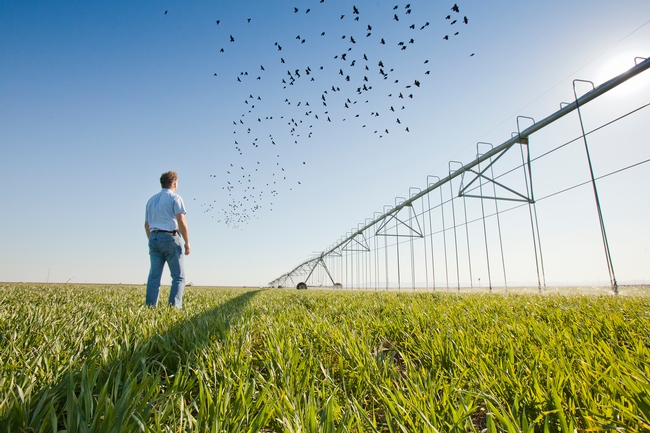 Dan looks up at flock of birds flying over a center pivot irrigation system.