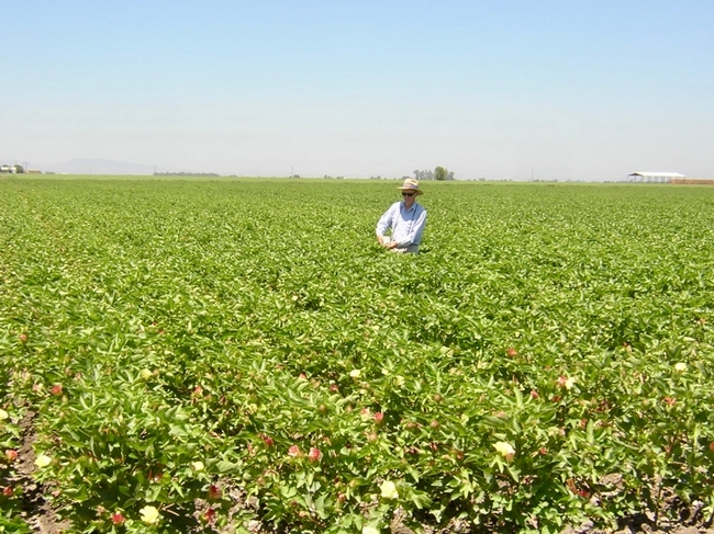 Bill Weir standing waist high in a cotton field at bloom.