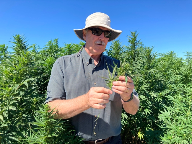 Dan Putnam examines a hemp plant in the field.