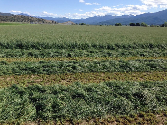 Cut orchardgrass in first two rows of the crop in the field with mountains in background.