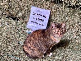 Elkus Ranch cat on hay bale beside sign that reads, 
