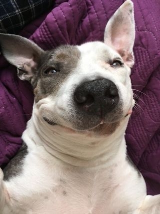 Headshot of a smiling black and white dog