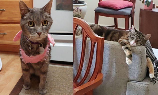 Gray-striped cat wearing pink top and gray-striped cat with white mouth and paws lounging on the back of a sofa