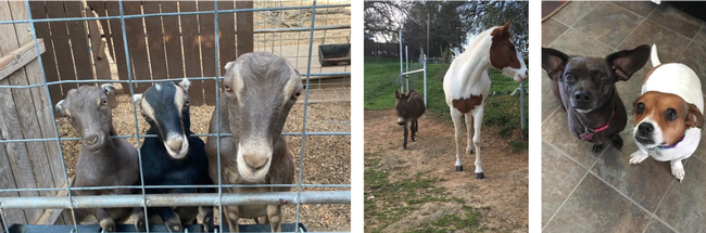 From left, three goats looking through a fence into the camera. A mini donkey walks beside a white and brown horse. Two small dogs look up at the camera.