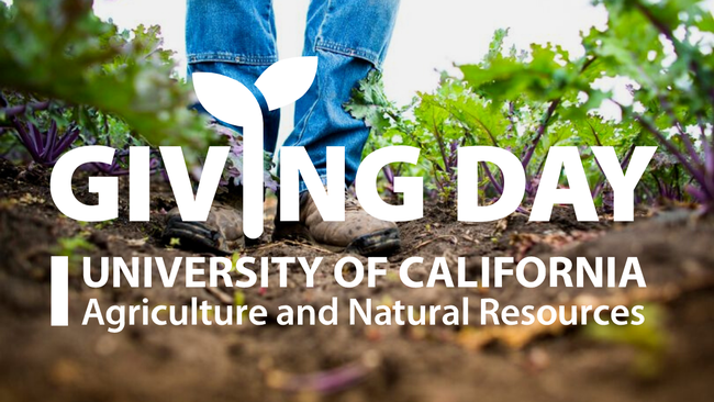 Giving Day. Boots and blue jean-clad legs standing in a field of leafy greens.
