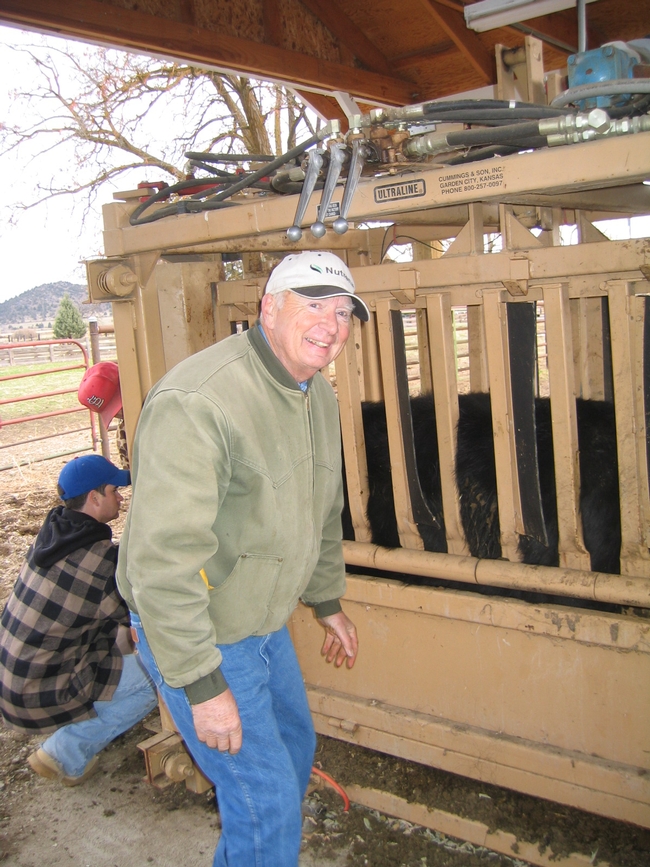 Man wearing ball cap and a jacket works next to a pen holding a cow.