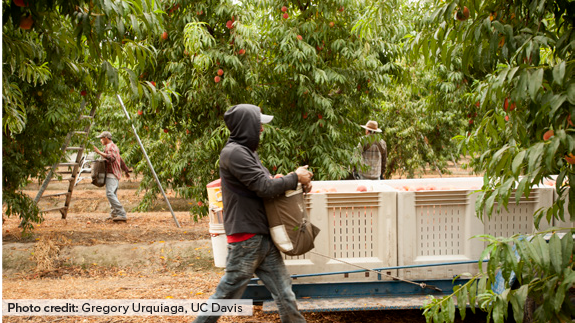 People shown harvesting in a peach orchard. One person is framed by a ladder next to a tree.