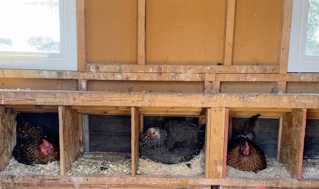Three chickens sit inside a coop.
