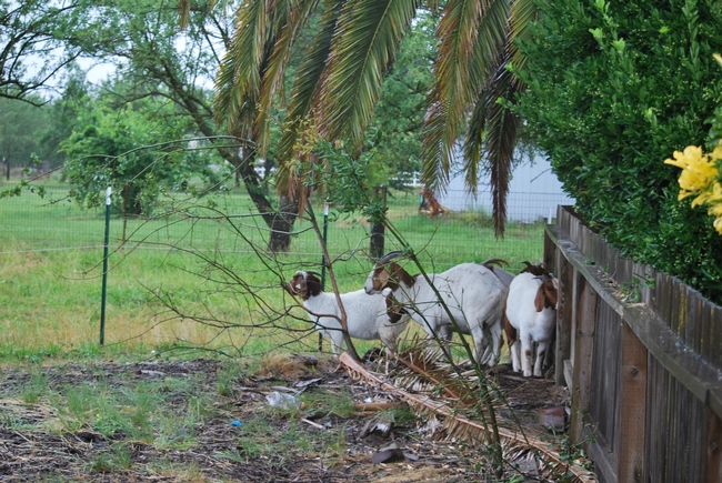 Four brown and white goats stand in a corner of a pen under a palm tree.