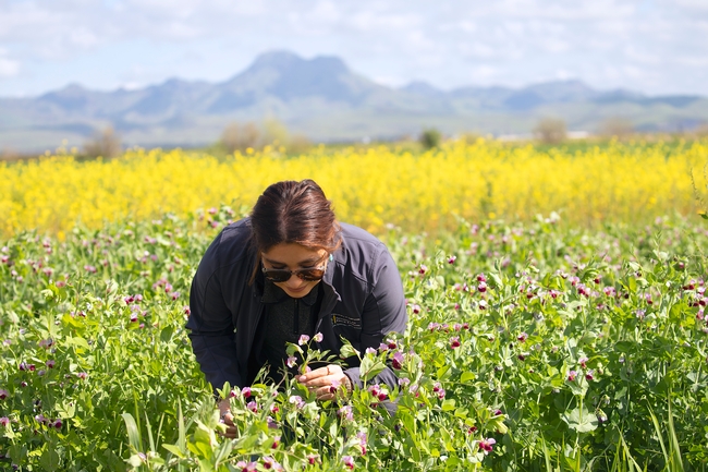 Standing in a field of flowering yellow and purple cover crops, a woman bends over to examine a plant.