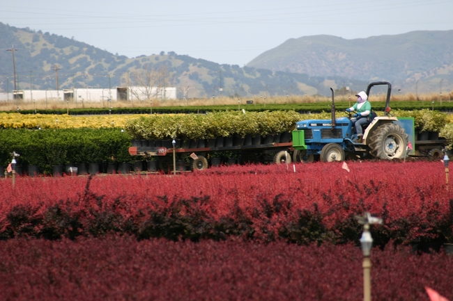Nitrogen is applied via tractor in a field of nursery crops.