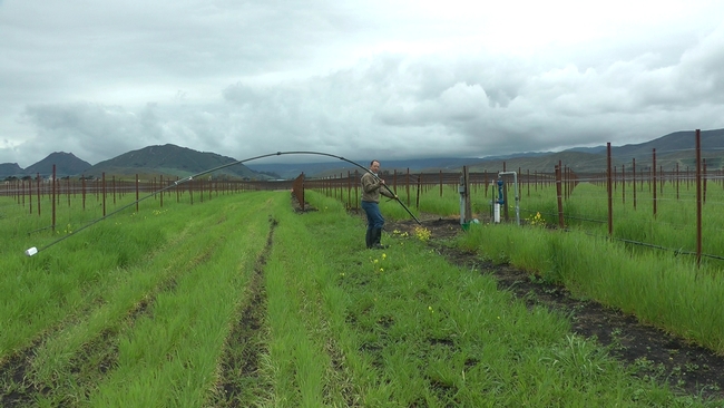 Mark Battany installs a meteorological tower in a new San Luis Obispo County vineyard.vineyard.