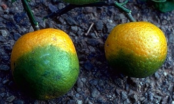 2 citrus fruit that should be orange are half colored deep green like limes.
