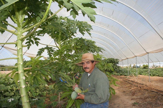 Manuel Jimenez in a Kearney research plot where he studied whether tropical papaya would be a viable Califonria specialty crop.