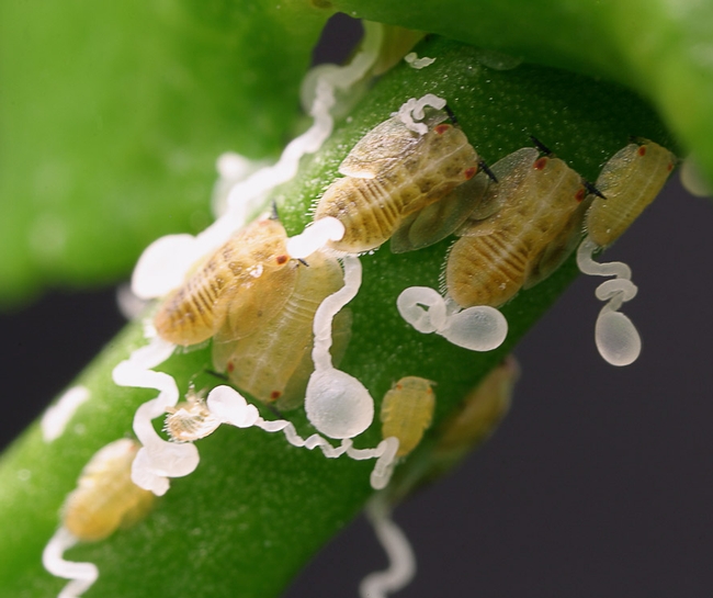 Immature Asian citrus psyllid should be reported to the county agricultural commissioner.