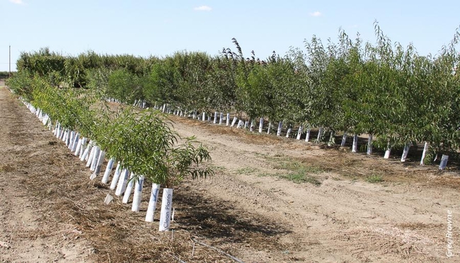 Rootstocks for almonds and stone fruits were tested for their resistance to the Prunus replant disease complex near Parlier.