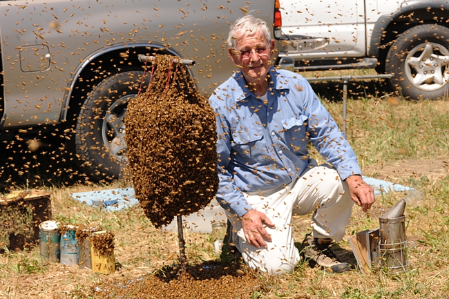 Norm Gary kneels beside a cluster of bees.