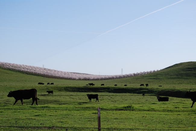 View of cows grazing on pasture land with blooming almond trees in the background.