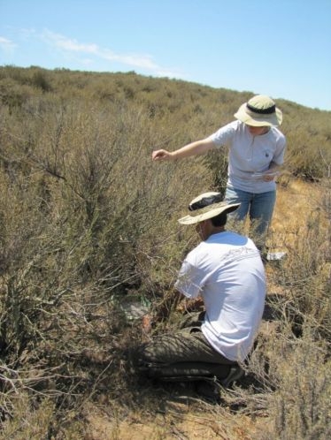 Interns measure plots of California sagebrush that have been injected with various levels of nitrogen as part of a three-year study to learn how air pollution is impacting native plants and fire risk. Photo: National Park Service