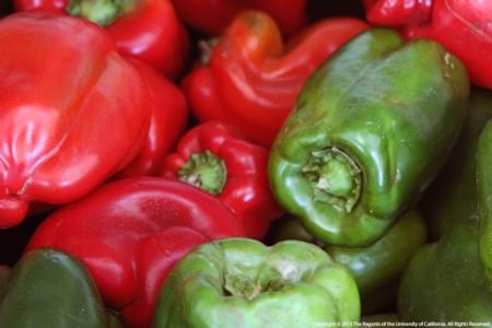 New cost studies are available for fresh and processing bell peppers in Ventura County.