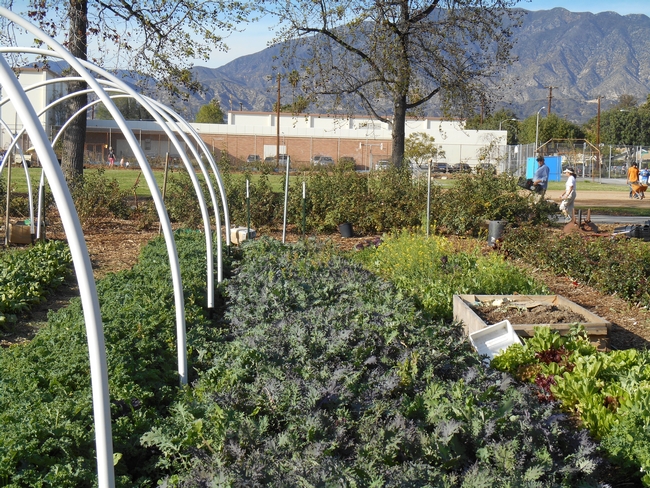 Muir Ranch, a farm at Muir High School in Pasadena, is tended by students and UC Master Gardeners..