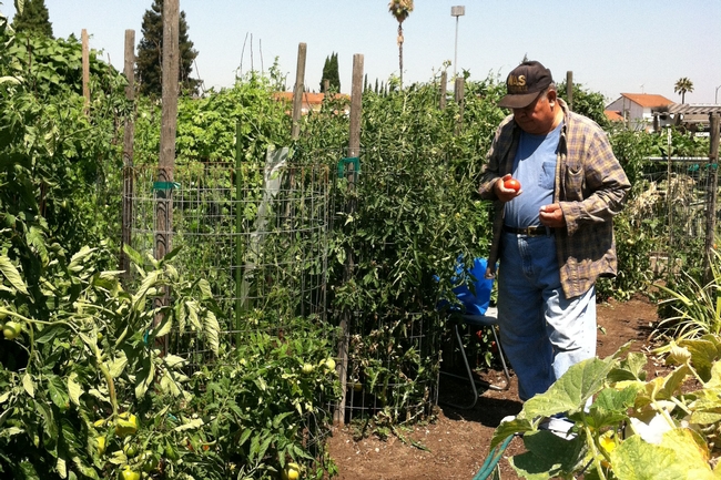 Jerry Ligsay grows 14 varieties of tomatoes in a community garden in San Jose.