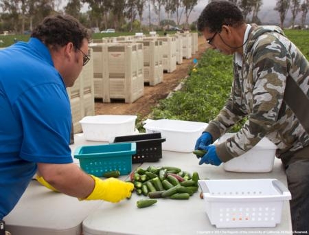 Jeff Sanders, left, and Aziz Baameur pull jalapeno samples to analyze for capsaicin content..