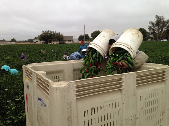 Jalapeno peppers are harvested by hand.