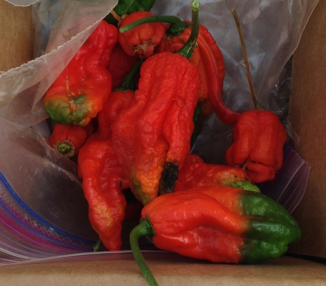 Bhut jolokias can be up to 1,000 times hotter than a jalapeño.