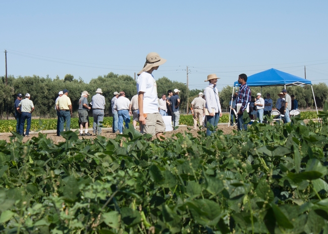 These dry bean varieties are tested for yield, drought tolerance, pest and disease resistance by UC Davis graduate student Sarah Dohle and UC Davis professor Paul Gepts.