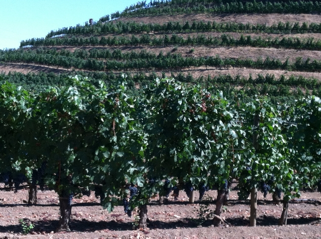 Wine grape growers can discuss vineyard nutrient management in online forum.