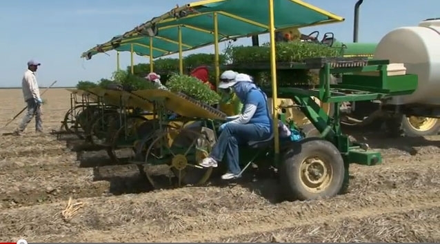 Planting processing tomatoes on a West Side San Joaquin Valley farm.