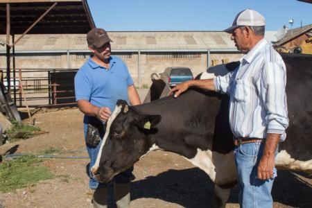 Overall, 189,000 jobs in California are associated with the dairy industry.