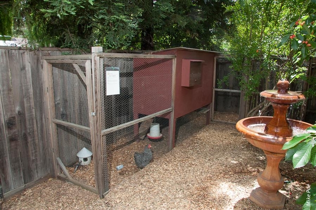 A barred rock chicken in a backyard coop.