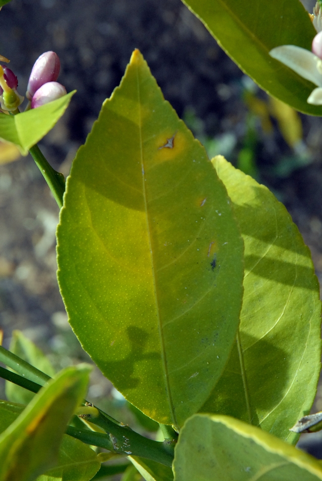 Leaf blotches on citrus symptomatic of HLB. (Photo: CDFA)