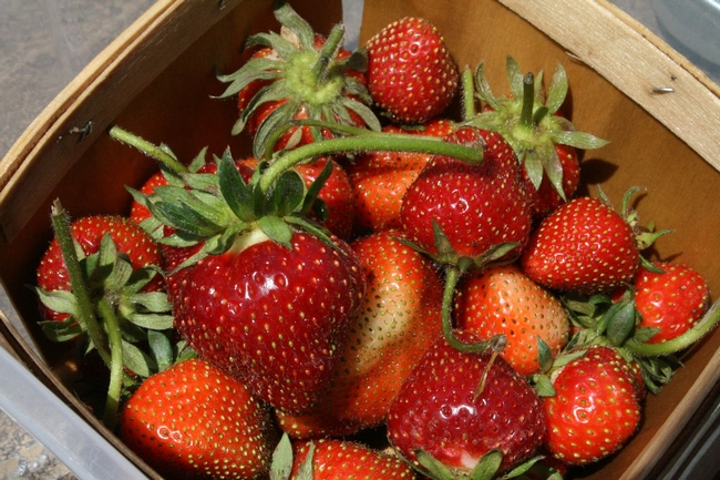 Organic strawberries is one of six crops for which production cost estimates are now available.