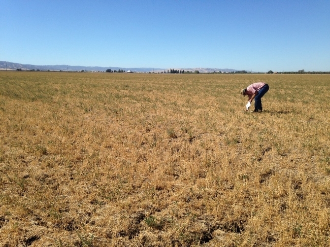 Drought strategies are available for growing alfalfa and other crops.