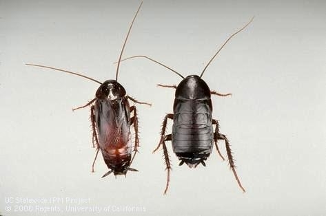 Adult male and female oriental cockroaches. Photo by UC IPM
