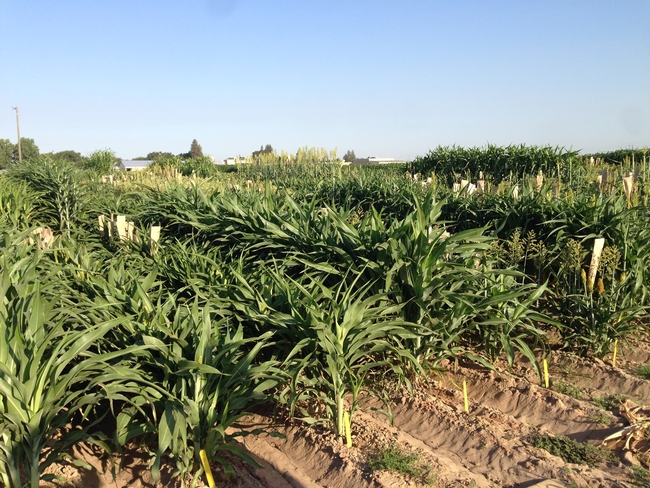 Sorghum at the UC Kearney Agricultural Research and Extension Center, where field testing will take place next year. (Photo: Peggy Lemaux)