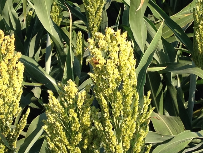 Scientists hope to learn the secrets to the sorghum plant's tolerance to drought. Shown here is a bee visiting a sorghum flower. (Photo: Peggy Lemaux)