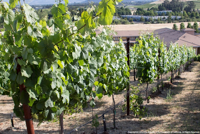 This vineyard is irrigated with recycled water.