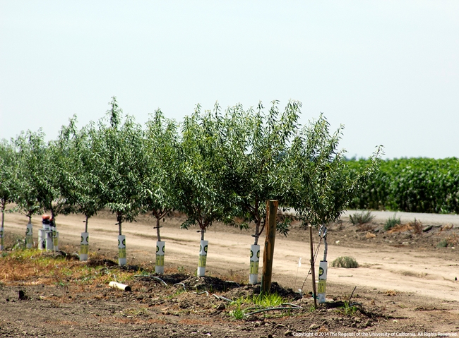 This young almond orchard uses drip irrigation.
