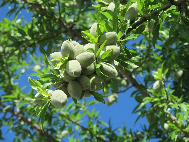 Almonds growing on the tree.