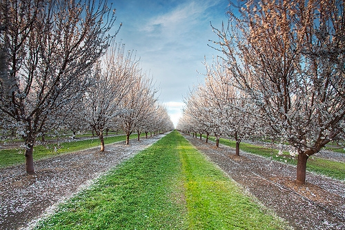 Almond orchard in bloom.