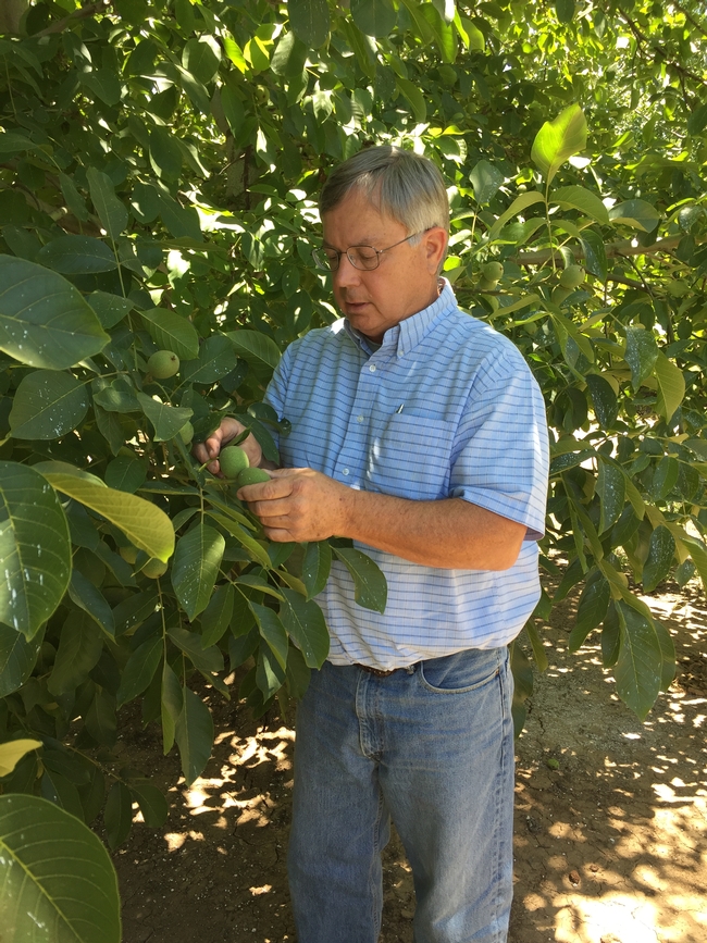 Grant, looking at walnuts in hull, is credited with making pheromone mating-disruption an option for codling moth control, grower acceptance of a pressure bomb for optimal irrigation timing, rootstock research and use of cover crops in walnuts.