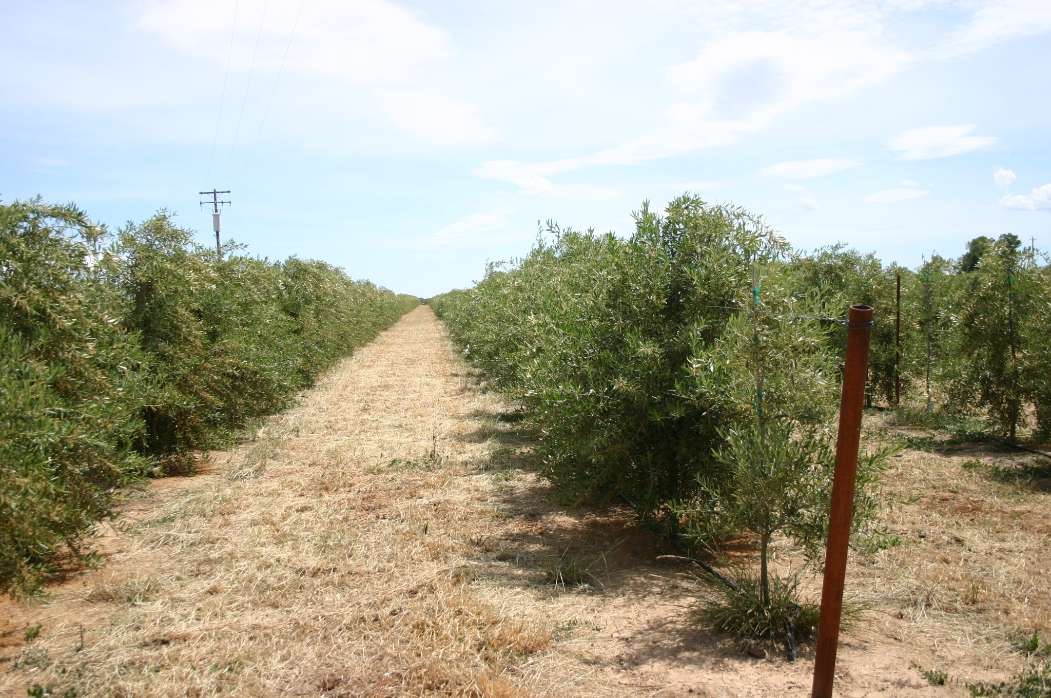 Can I Grow Olive Trees in Phoenix, Arizona?